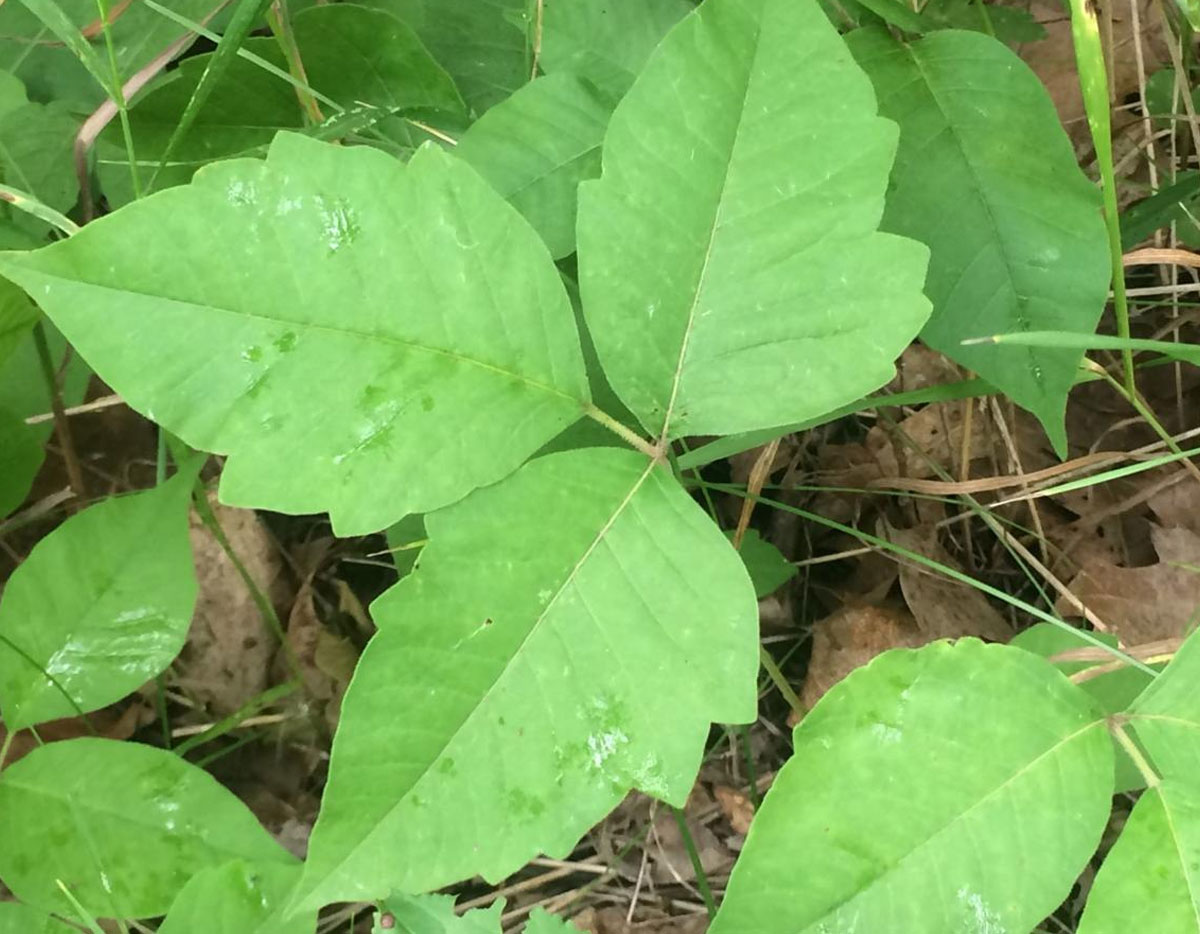 What Does Poison Ivy Look Like